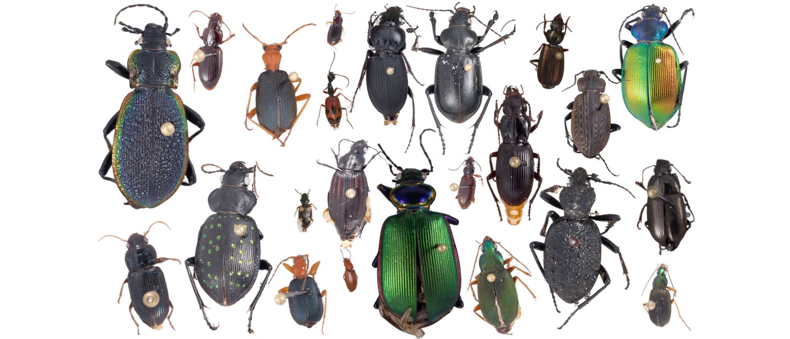 A plate of pinned carabid beetle specimens, imaged against white