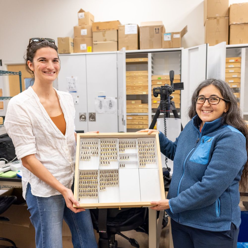 Alyson East and Sydne Record holding a drawer of pinned carabid beetles beside the specimen imaging setup