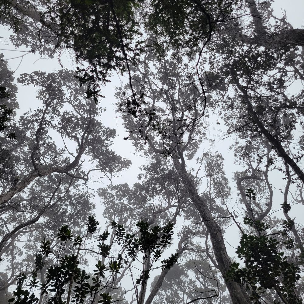 Looking up into a misty tropical forest canopy of layered crowns